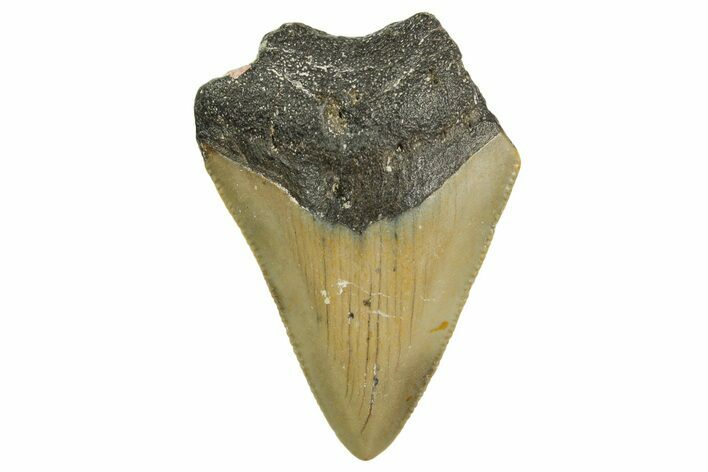 Bargain, Juvenile Megalodon Tooth - Serrated Blade #361738